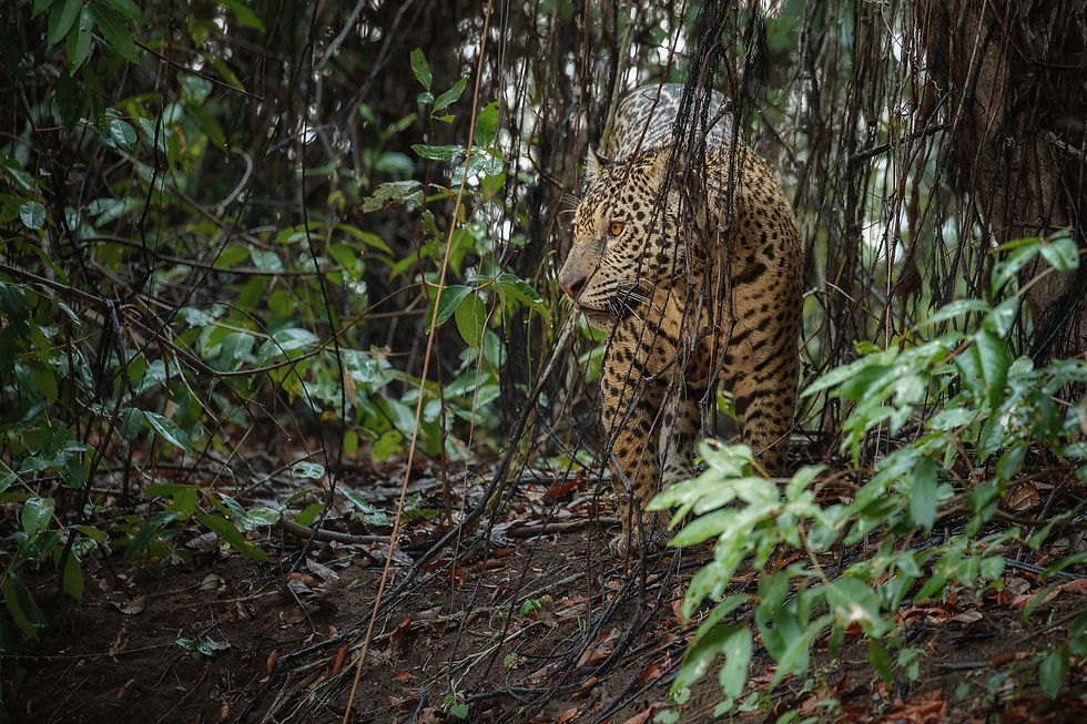 An American jaguar stalks the jungle at night