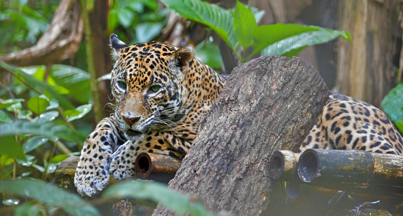 Jaguar at the Belize Zoo