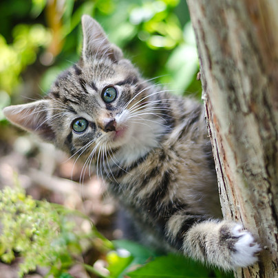 gray tabby kitten on tree_edited.jpg