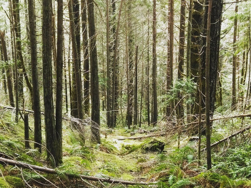 The Lost American Wilderness Part 3