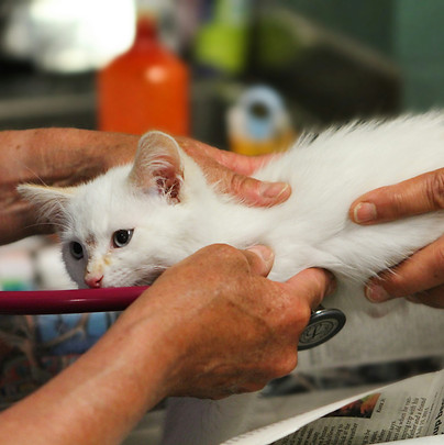 A kitty cat gets a checkup at a veterinary clinic in Pocatello, Idaho._edited.jpg