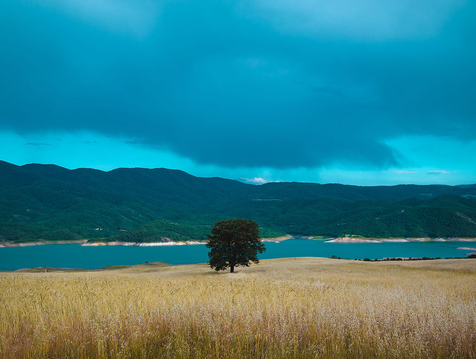 beautiful-shot-single-green-tree-field-near-sea.jpg