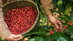 CNC rebate generalizações sobre cafeicultura brasileira e reafirma compromisso com o trabalho decente no campo