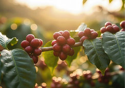 Momento atual da cafeicultura requer análises cuidadosas