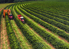 Funcafé: CMN aprova R$ 7.368 bilhões para o Ano Safra 2026/2027