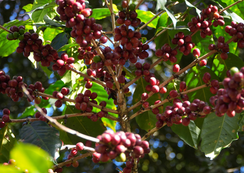 Funcafé tem juros definidos para a safra 2026/2027 e reforça apoio estratégico à cafeicultura brasileira