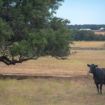 Cow in Central Texas