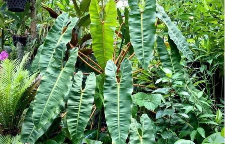 Philodendron Billietiae in nature