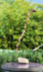 Miniature : Gecko