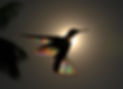 christian-spencer-hummingbird-photograph