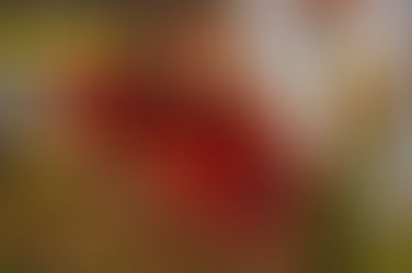 Nespresso Kapsülleriyle İstanbul’u Sürdürülebilir Sanatla Yeniden Yorumlamak