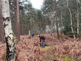 Volunteers planting saplings to increase biodiversity