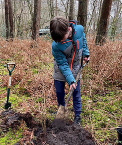 Planting hazel