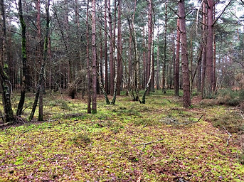 Churt's woodland adjoining Pond Lane