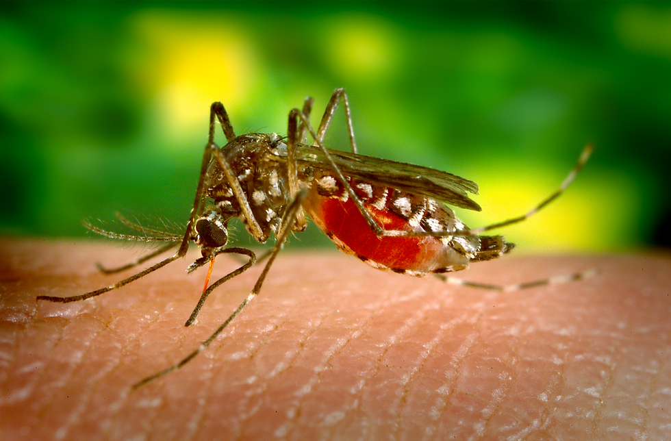 Aedes Aegypti - mosquito transmissor da dengue
