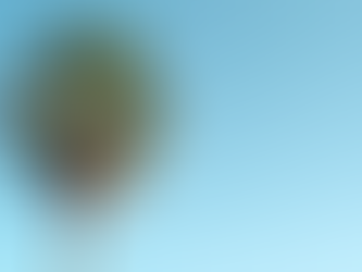  Windmill Palm / Trachycarpus fortunei