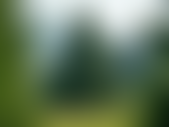 Deodar Cedar / Cedrus deodara