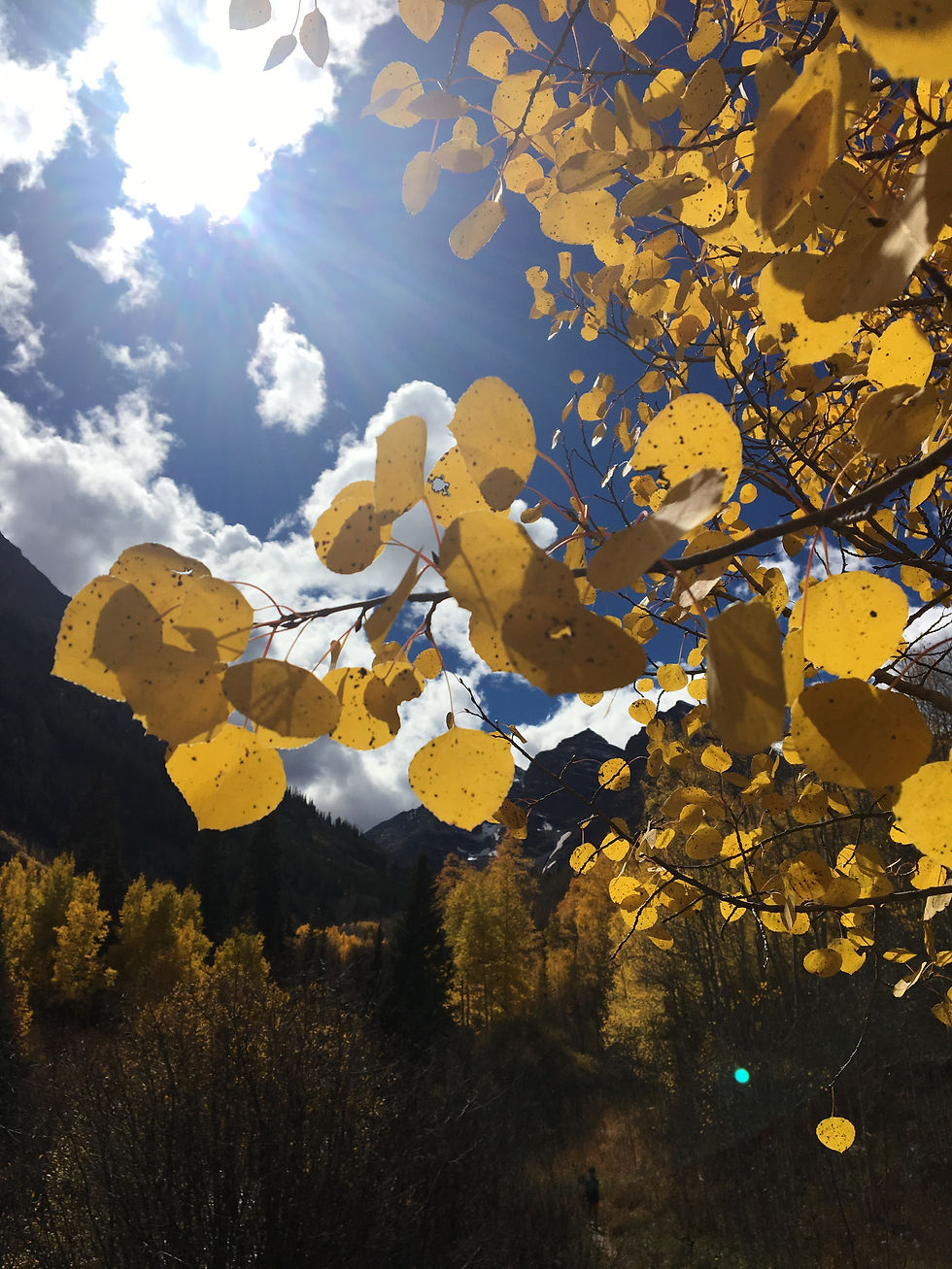 Aspen Tree