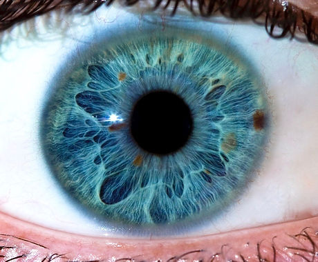 Iris.jpg