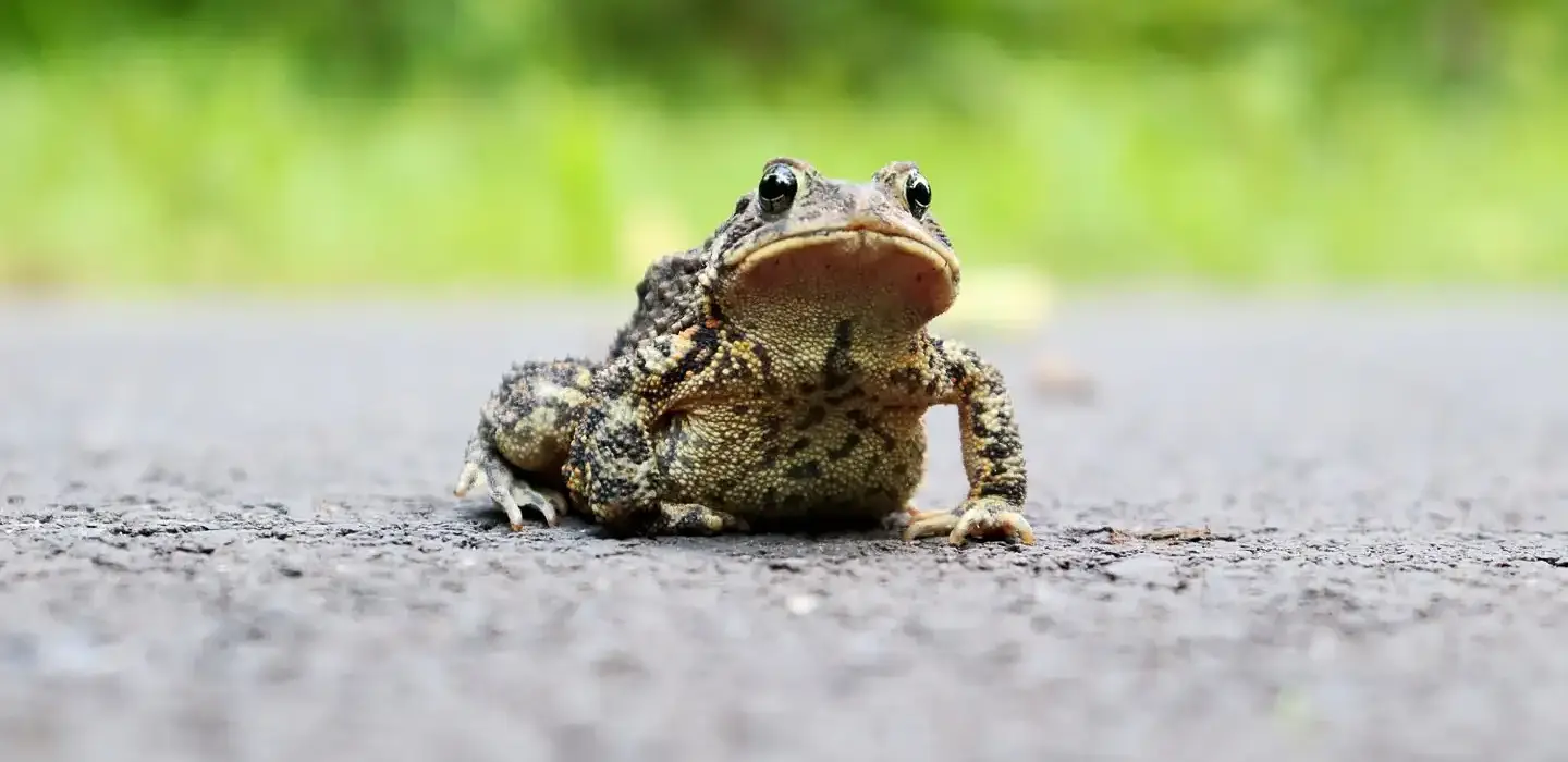 A frog at Swan Creek Park.
