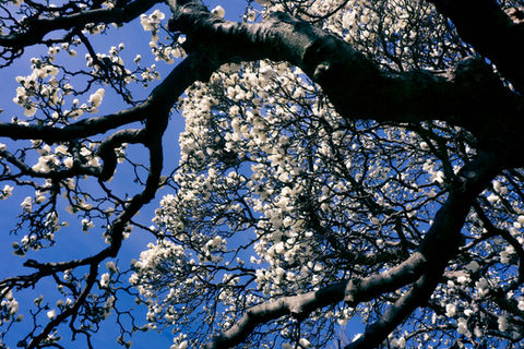 The dark branches of UVA's Yulan magnolia tree contrasted against white blossoms and a periwinkle sky. The blossoms at the top of the tree fit within the gaps of the branches.