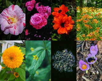 Flowers that follow the colors of the rainbow + a few extra. It is an eight-panel collage. The top row photos are a light pink camellia, dark pink free spirit roses, red poppies, and orange tiger lilies. The bottom row photos are a yellow teddy bear sunflower, yellow loosestrife with bright green leaves, a Queen Anne's Lace flower edited to be blue, and crocuses (with a carpenter bee sleeping in them). 