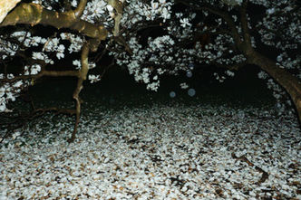Blossoming branches of a Yulan magnolia tree at night with visual artifacts created by the falling rain. There are many petals on the ground as well.