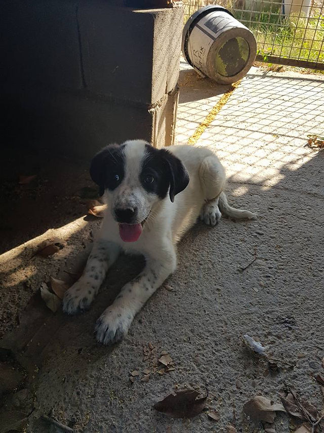 mastina cachorra
