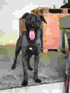 Perro macho cruce de villano recogido en San Martín de Moncayo (Zaragoza).