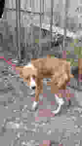 Recogido perro podenco en Tarazona (Zaragoza)