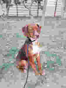 Perra podenca en adopción en Tarazona (Zaragoza)