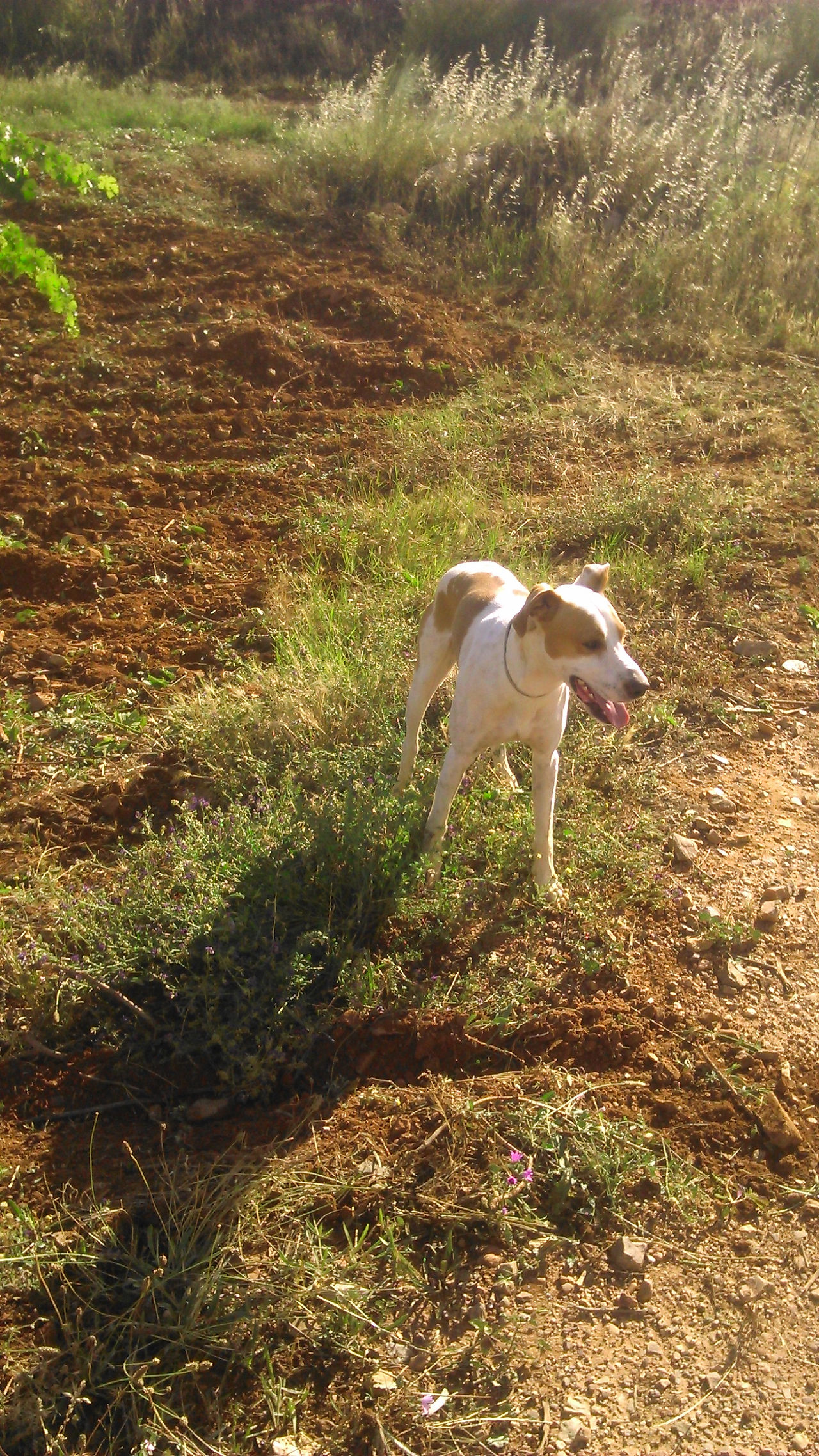 perro cruce de pointer con podenco