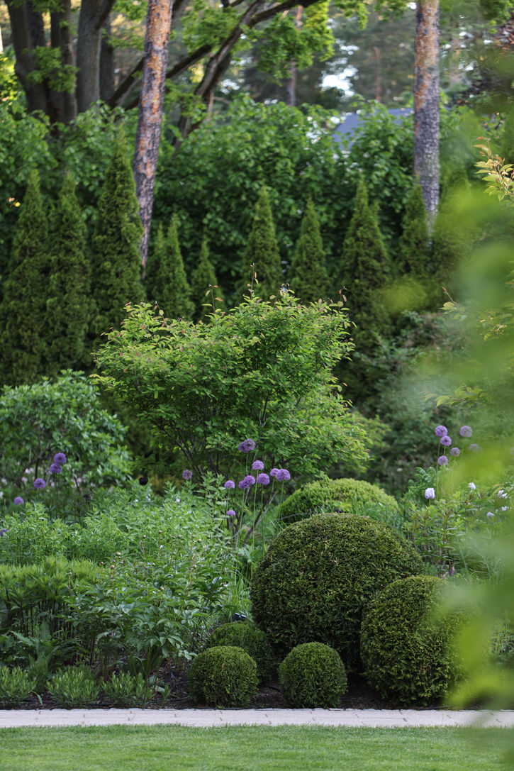 dārzu kopšana / Dzīvžogs