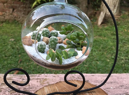 CUIDANDO DE TERRÁRIOS