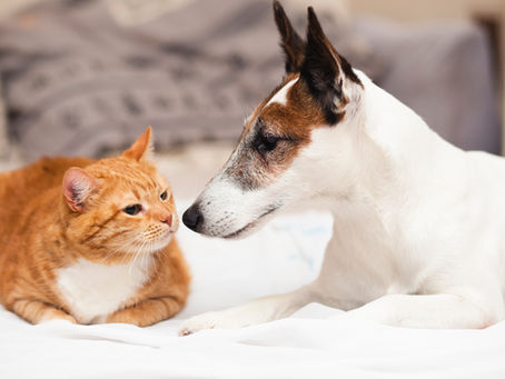 COMO CUIDAR DO PET NO CALOR?