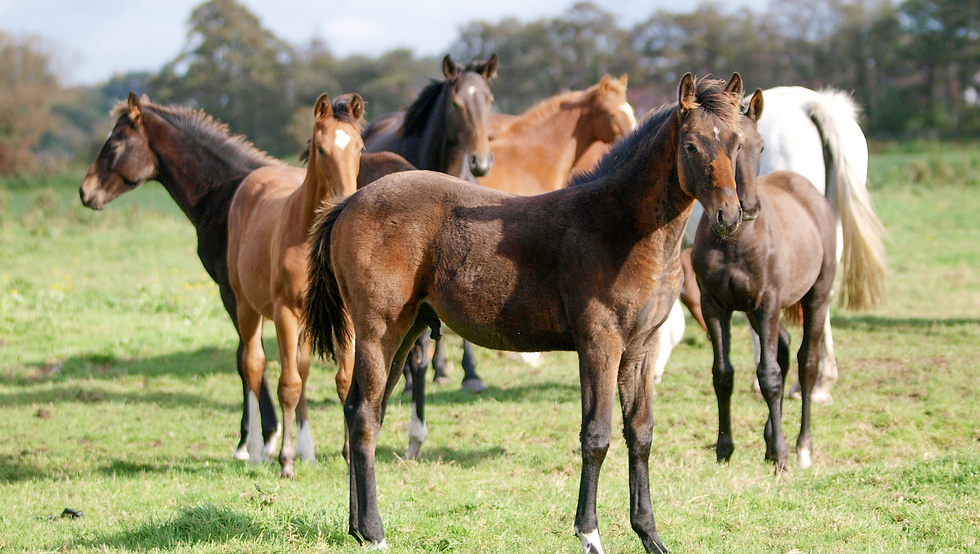 Millwood Stables foto (8).png