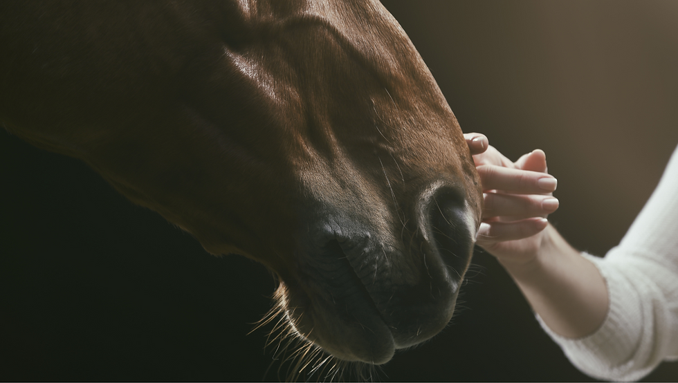 Millwood Stables foto (12).png