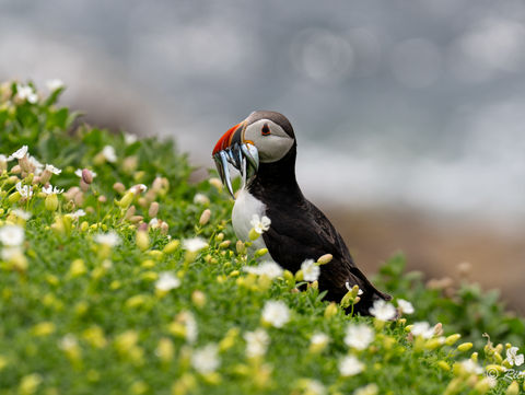 Wildlife