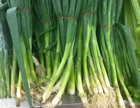 welsh onion.webp
