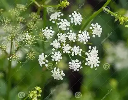 skirret.webp