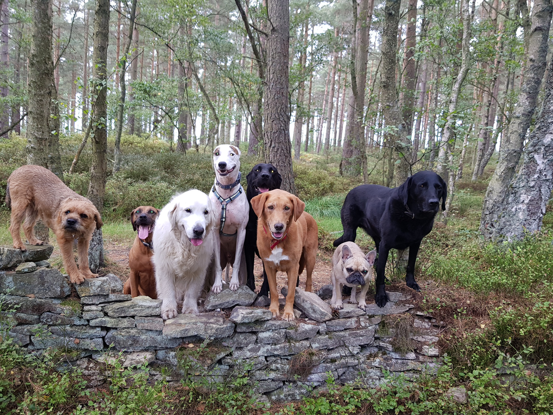 Happy hounds hexham cheap
