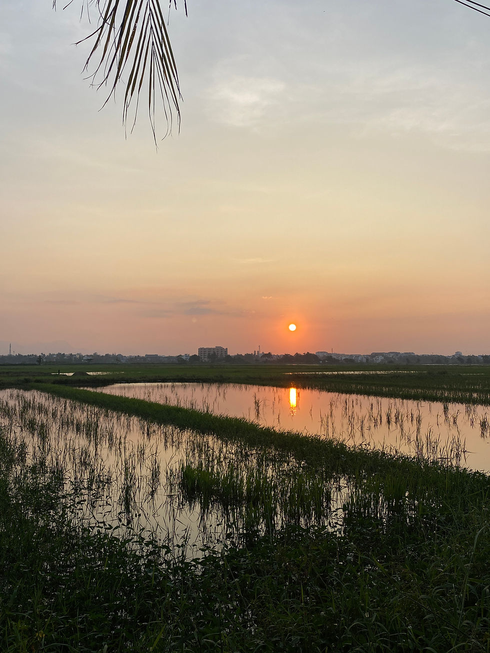 Sunset over the rice fields in Hoi An, Vietnam