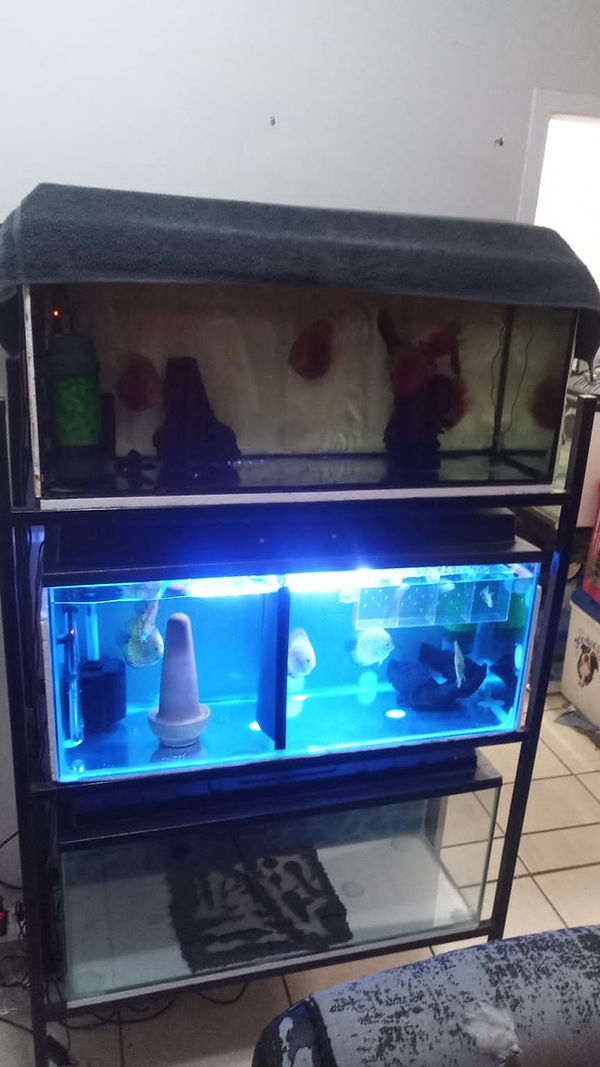 fish tanks
