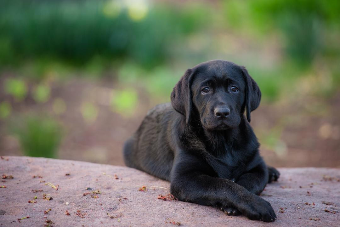 Fullscreen Page Ropewalk Labradors