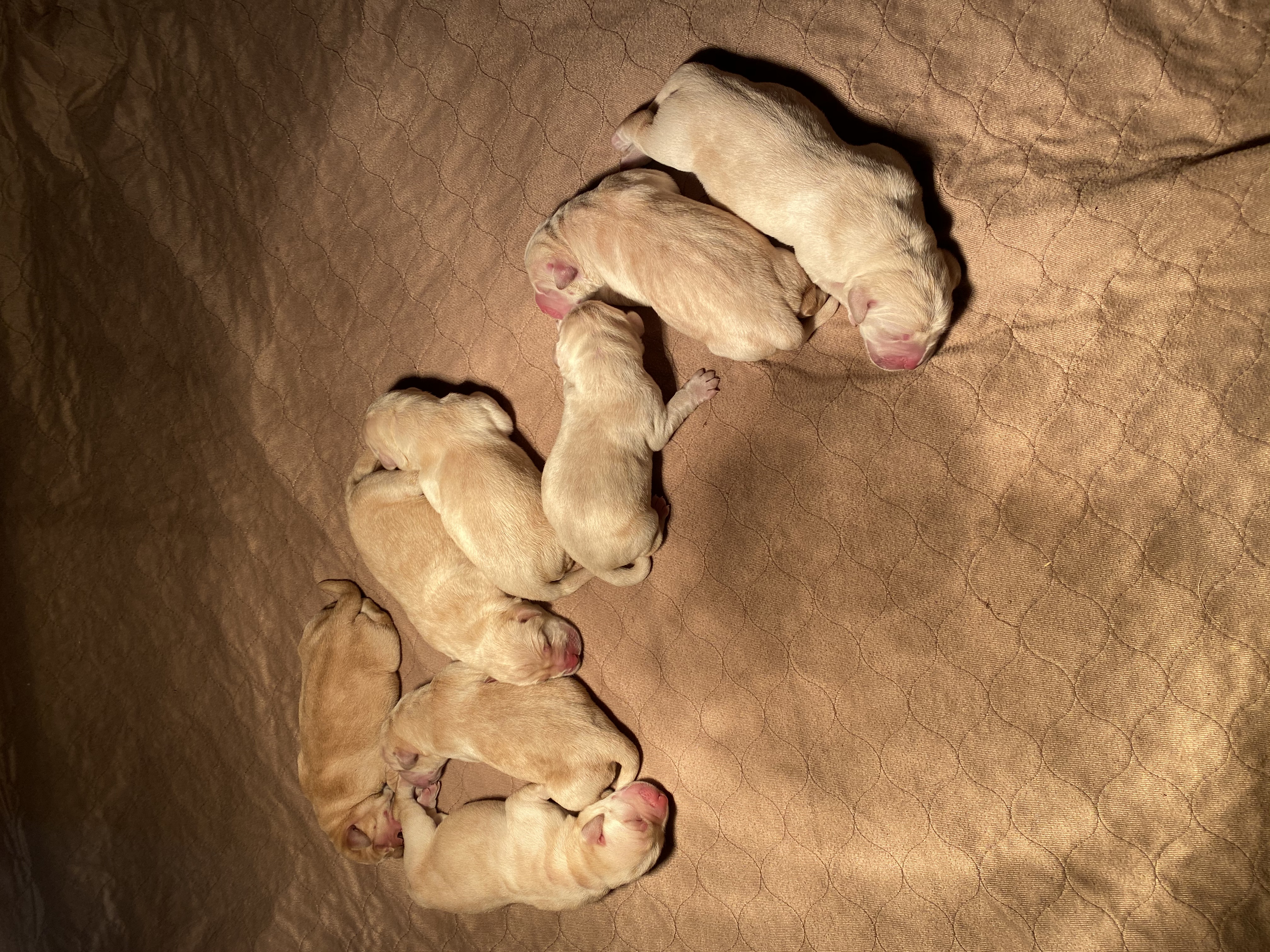 LITTERS Ropewalk Labradors