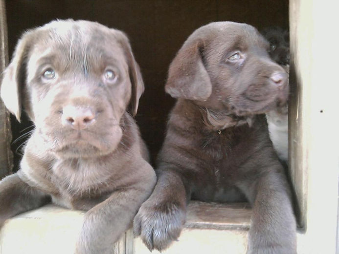 Ropewalk Labradors Quality English Lab Puppies in Maryland