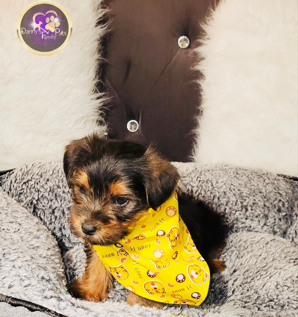 yorkshire terrier 8 weeks old