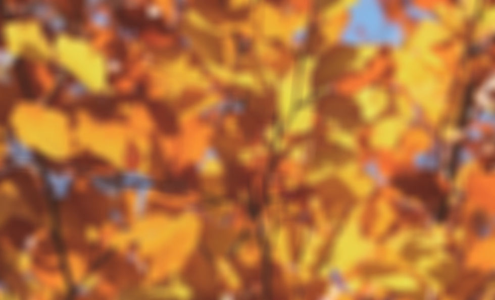 Autumn Leaves Closeup_edited.jpg