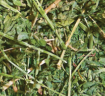 young alfalfa hay.jpg
