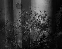 IsobelDaisy7.jpg